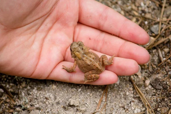 Closeup shot of a toad resting on a females hand