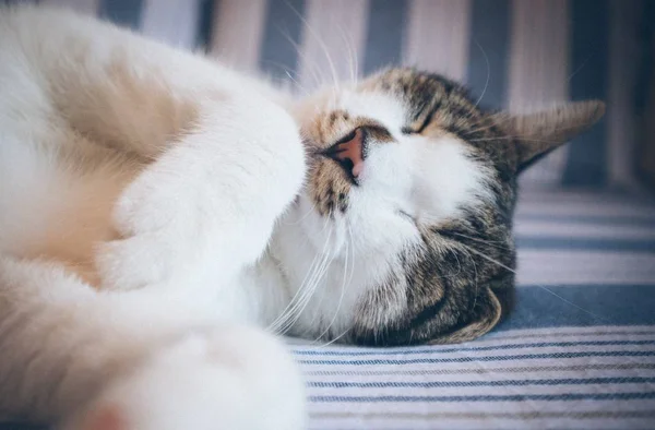 Gros plan d'un chat Calico les yeux fermés posé sur un textile blanc et bleu — Photo