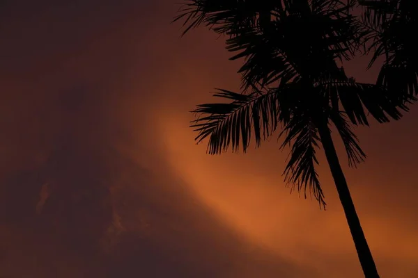 Primo piano di una palma sottile durante il tramonto a Gili Air-Lombok, Indonesia — Foto Stock