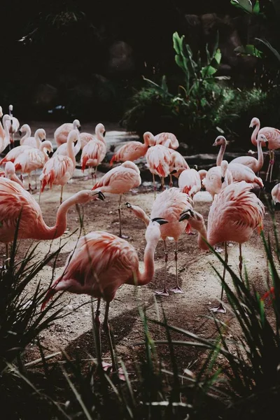 Grande rebanho de belos flamingos cor-de-rosa em um campo tropical exótico — Fotografia de Stock