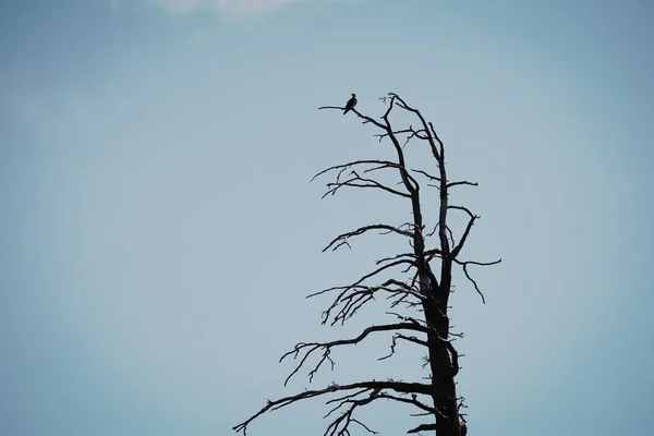 Eagle zittend op de top van de boomtak in de buurt van haar nest in Emerald Bay in Lake Tahoe, ca — Stockfoto