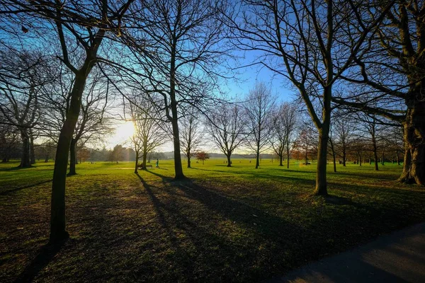 Sentiero vicino a un campo erboso con alberi e sole splendente attraverso ramificato con cielo blu sullo sfondo — Foto Stock