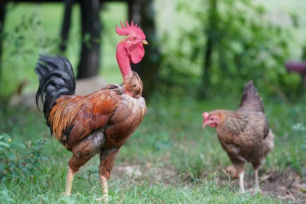 Nahaufnahme eines Huhns, das auf einem grasbewachsenen Feld mit grundiertem Hintergrund in der Dominikanischen Republik steht — Stockfoto