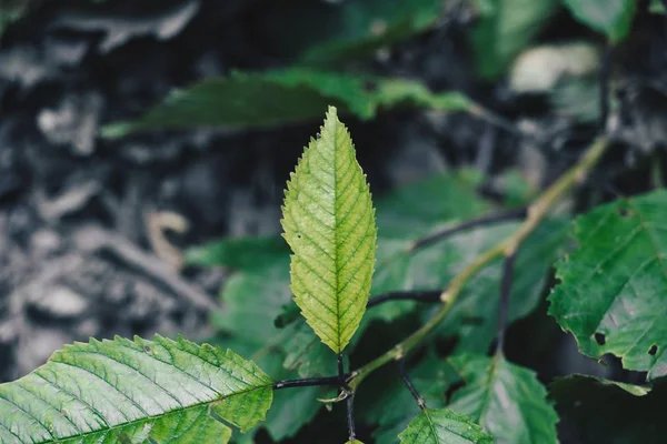 Close-up shot van prachtige wilde groene bladeren in het bos — Stockfoto