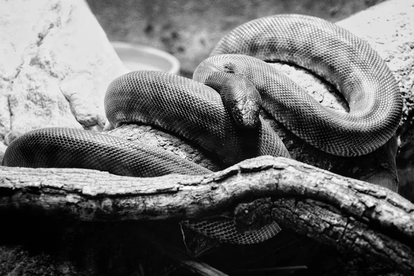 Uma cobra perigosa descansando em um galho de árvore em sua caverna — Fotografia de Stock