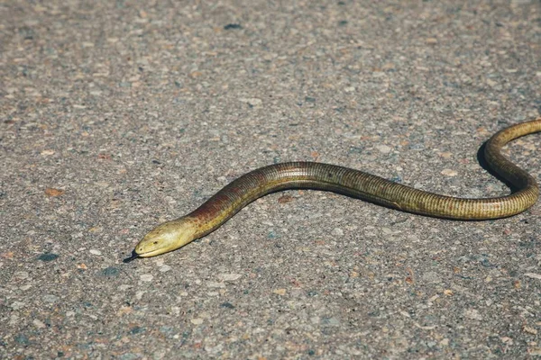 회색 시멘트에 위험한 야생 뱀 미끄러져 — 스톡 사진