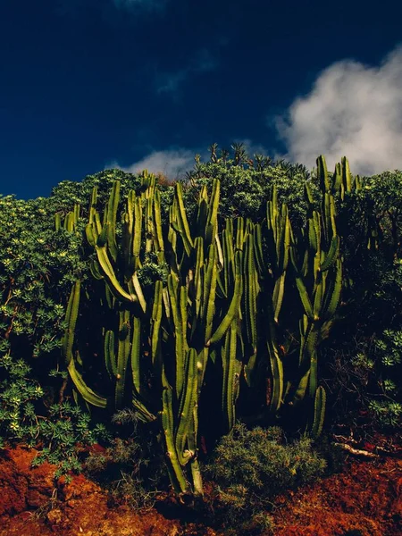 Colpo verticale di cactus circondato da piante con cielo blu scuro sullo sfondo — Foto Stock