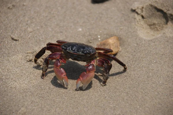 Crab in sand desert — Stock Photo, Image