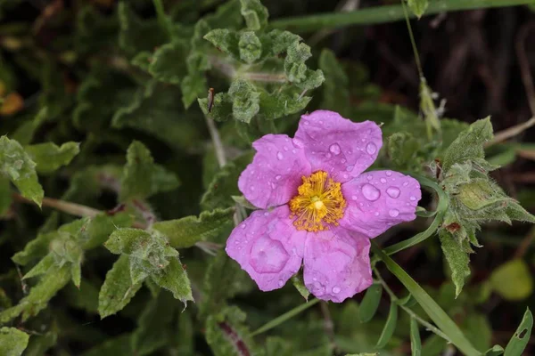 Hoary rock-rose, Rosa-rosa, Cistus creticus — Foto de Stock