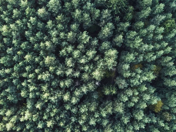 Tiro Aéreo Aéreo Uma Bela Floresta Verde Grossa — Fotografia de Stock