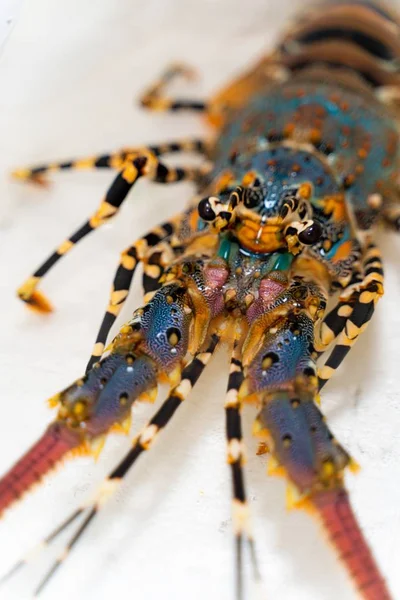 Vertical closeup of a blue lobster — Stock Photo, Image