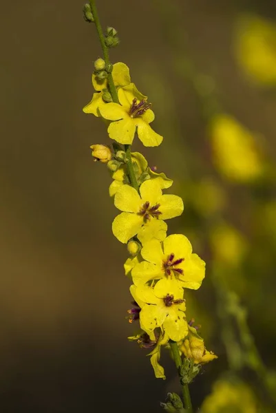 Wavyleaf  Mullein, Verbascum sinuatum — Stock Photo, Image