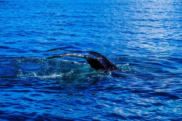 Těsně nad vodou se blíží ocas velryby — Stock fotografie