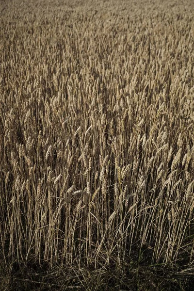 Fechar de um belo campo de trigo e colheita — Fotografia de Stock