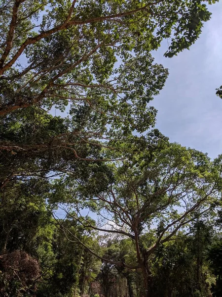 Hermosos árboles grandes en la naturaleza de cambodia — Foto de Stock