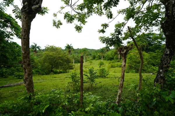 Campo gramado com plantas e árvores crescendo no campo da República Dominicana — Fotografia de Stock