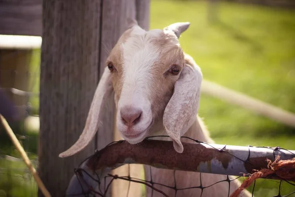 Ahşap çit üzerinde baş ile uzun kulakları ve boynuzları ile beyaz ve kahverengi keçi yakın çekim — Stok fotoğraf