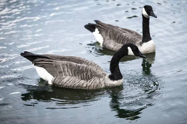 Gässen simma i en sjö — Stockfoto