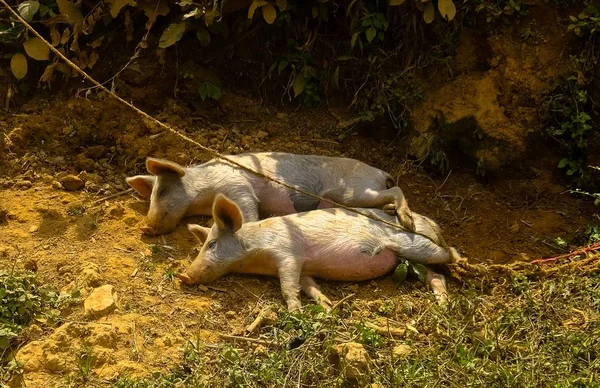 Близький постріл двох свиней, що лежать n землі, прив'язаної до мотузки — стокове фото