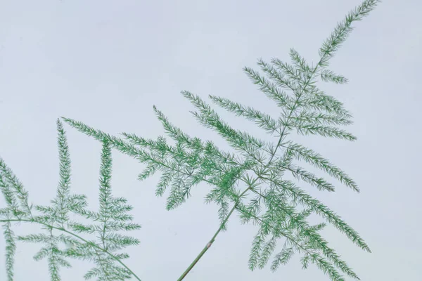 Groene plant op witte achtergrond — Stockfoto