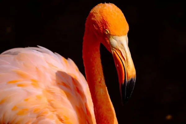 Närbild av en orange Flamingo med gula ögon och mörk bakgrund — Stockfoto