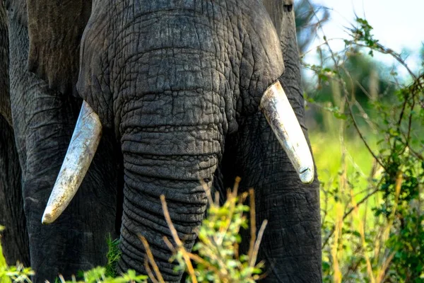 Close-up van een olifanten slagtanden en romp in een grasveld met vervaagde natuurlijke achtergrond — Stockfoto