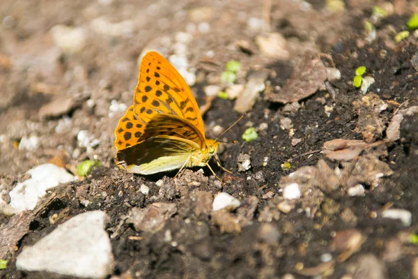 Gümüş Yıkanmış Fritillary Kelebeği Hızlı Uçan Büyük Bir Kelebektir — Stok fotoğraf