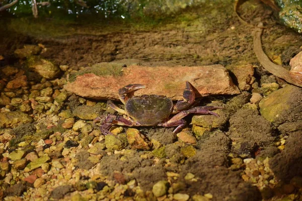 濒临绝种的马耳他淡水蟹（Potamon fluviatile），生活在水流中. — 图库照片