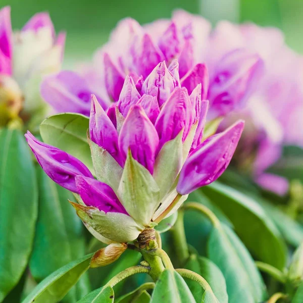 Closeup shot of a beautiful wild flower blooming in a field with some morning dew left on it