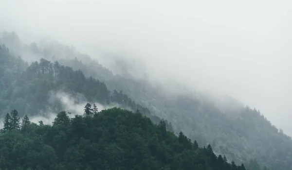 Lindo tiro de uma floresta com nevoeiro fazendo uma bela paisagem — Fotografia de Stock