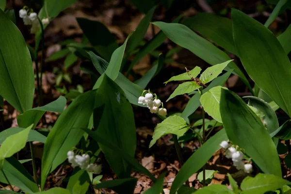 Крупним планом красиві маленькі білі квіти з розмитим листовим тлом — стокове фото
