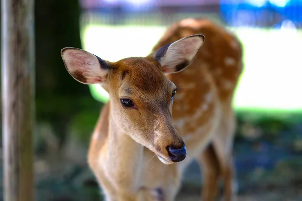 Closeup shot of a cute deer with a blurred background — Stock Photo, Image