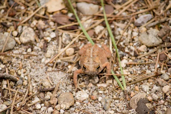 Closeup of a toad resting on the ground — Stock Photo, Image