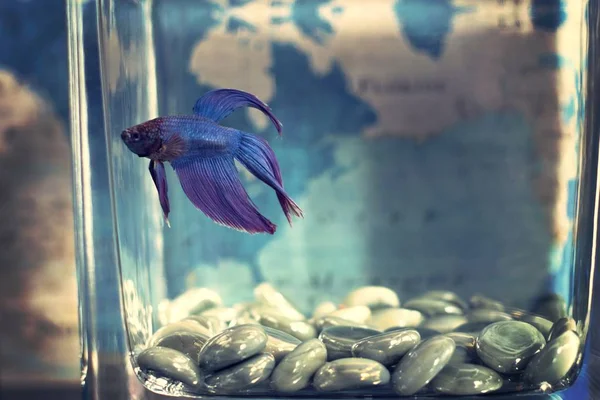 Closeup tiro de um pequeno belo peixe roxo e azul em um pequeno frasco com água — Fotografia de Stock