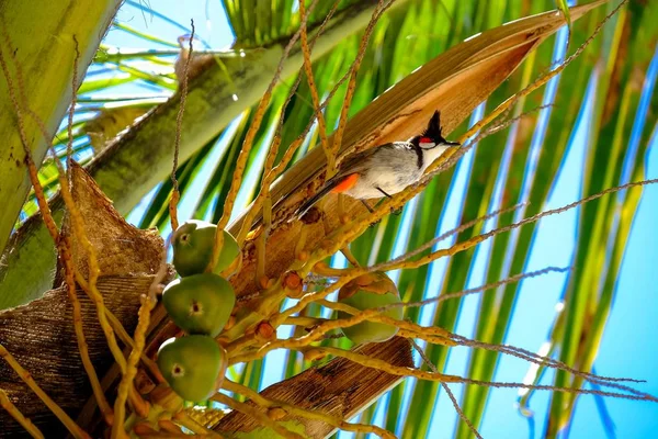 Closeup tiro de um pássaro branco e preto em um coqueiro não maduro — Fotografia de Stock