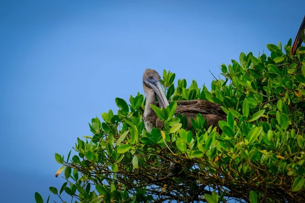 Снимок пеликана, сидящего на вершине дерева в солнечный день на фоне голубого неба — стоковое фото