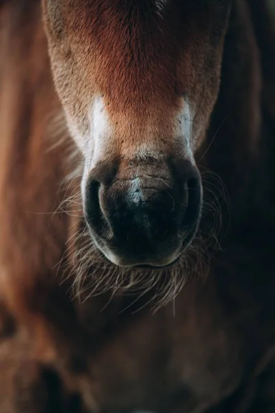 Belo close-up tiro de um cavalo marrom — Fotografia de Stock