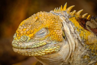 Slightly focused closeup shot of a yellow iguana with closed eyes clipart