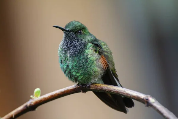 Mužský fraký kolibřík Eupherusa eximia — Stock fotografie