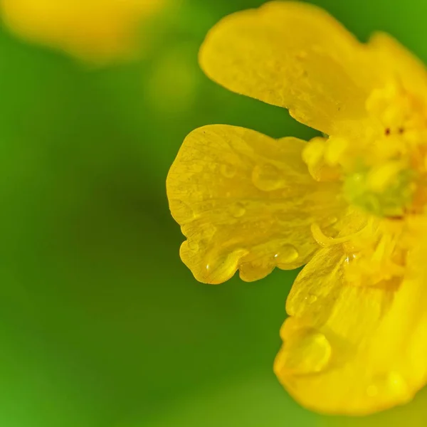 Primer plano de una hermosa flor silvestre floreciendo en un campo con un poco de rocío de la mañana en él —  Fotos de Stock