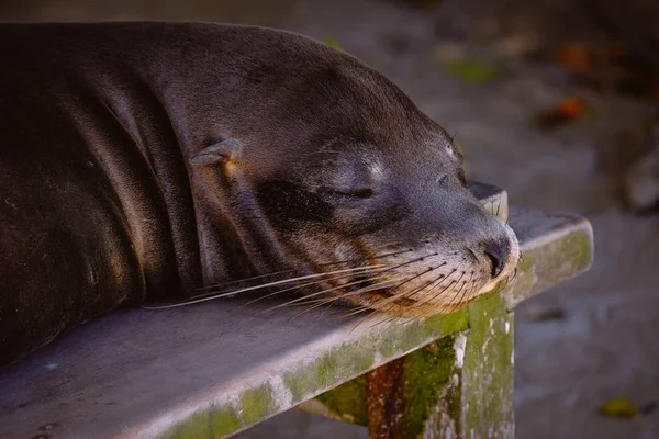 Sea lion laying on a bench with eyes closed and a blurred background — Stock Photo, Image