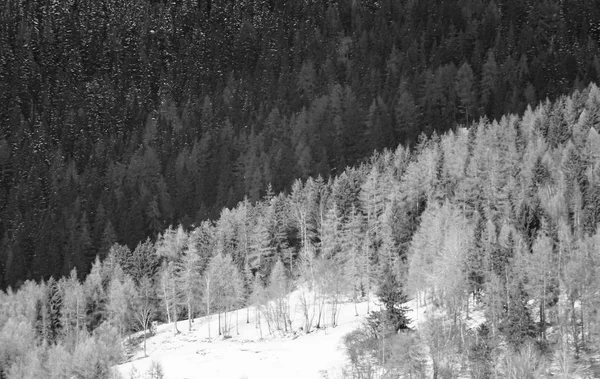 Όμορφη βολή από χιονισμένο λόφο με φυτά και δέντρα κατά τη διάρκεια μιας θολού καιρού — Φωτογραφία Αρχείου