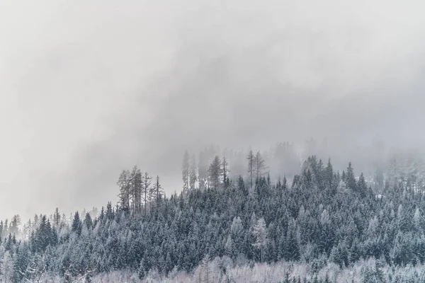 Красивый снимок снежного холма с растениями и деревьями в туманную погоду — стоковое фото