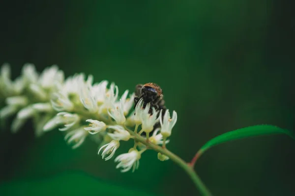 Primer plano de una abeja recogiendo polen de una hermosa flor blanca en un bosque —  Fotos de Stock