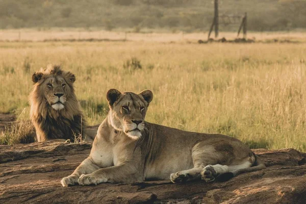 Leões machos e fêmeas deitados na areia e descansando — Fotografia de Stock