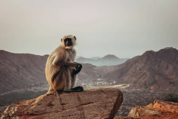 Gibbon Monkey zittend op de rots en staren met bergen in Pushkar, India — Stockfoto