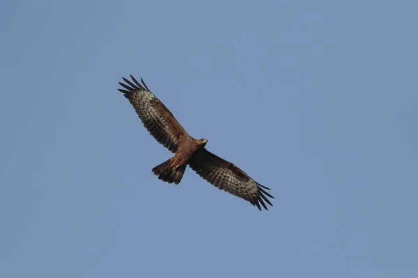 Juvenile Eurasian honey buzzard Pernis apivorus — Stock Photo, Image