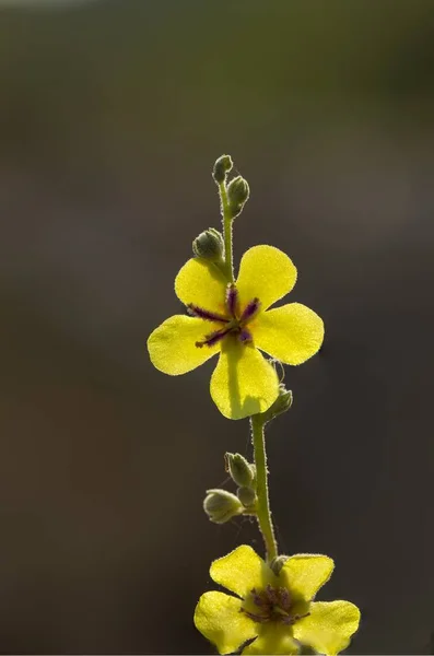 Wellige Königskerze, Verbascum sinuatum — Stockfoto