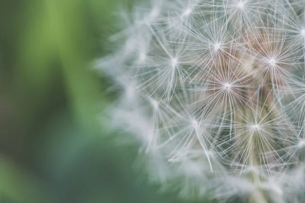 Nahaufnahme einer schönen Löwenzahnblüte, die in einem Wald mit einem unscharfen natürlichen Hintergrund wächst — Stockfoto