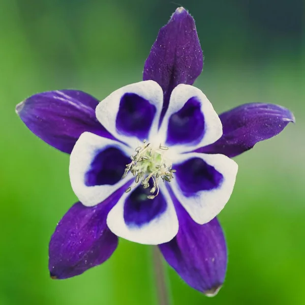 Üzerinde sabah çiy ile bir alanda çiçek açan güzel bir yabani çiçek Closeup çekim — Stok fotoğraf